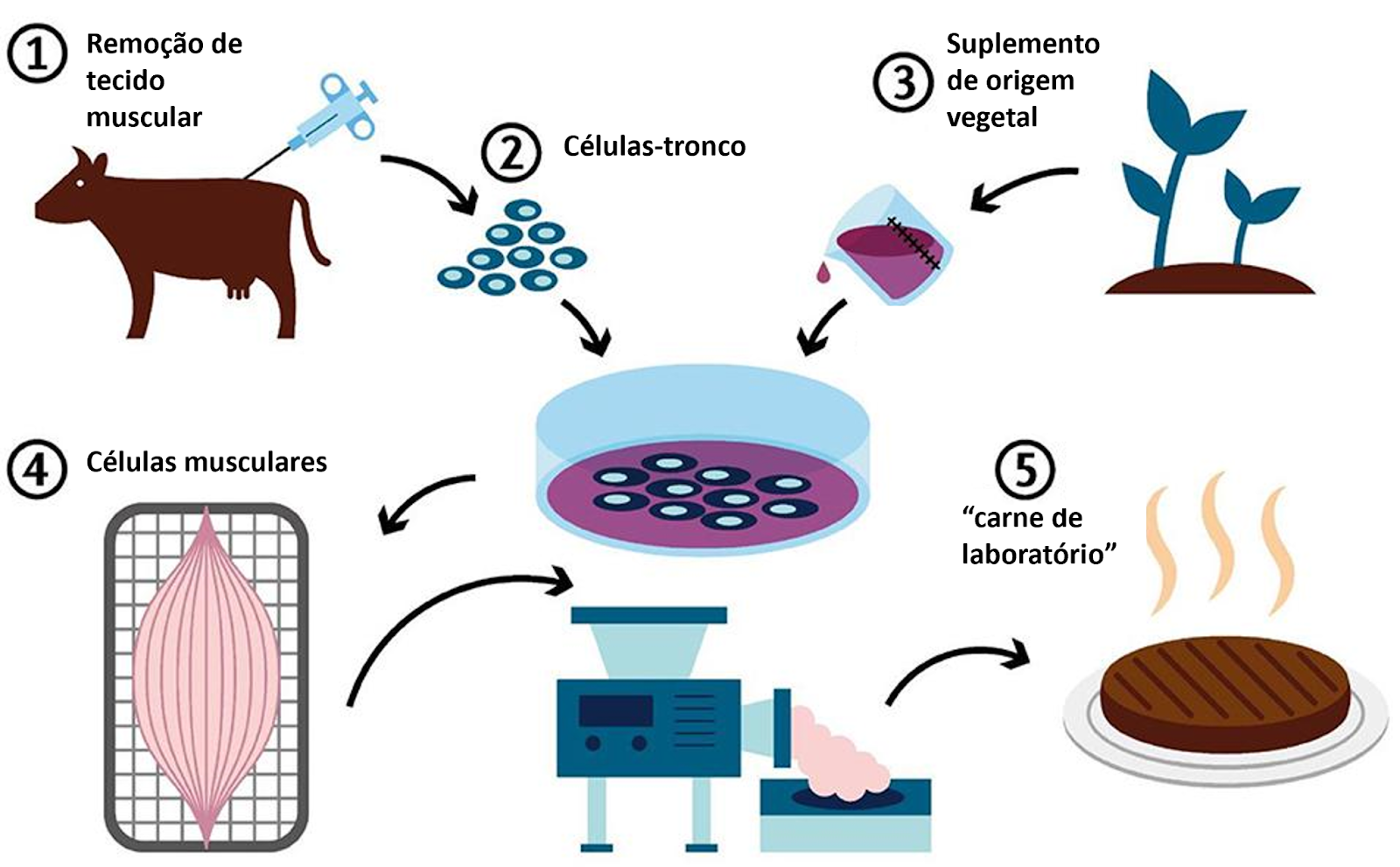 Etapas na obtenção de carne cultivada in vitro. 