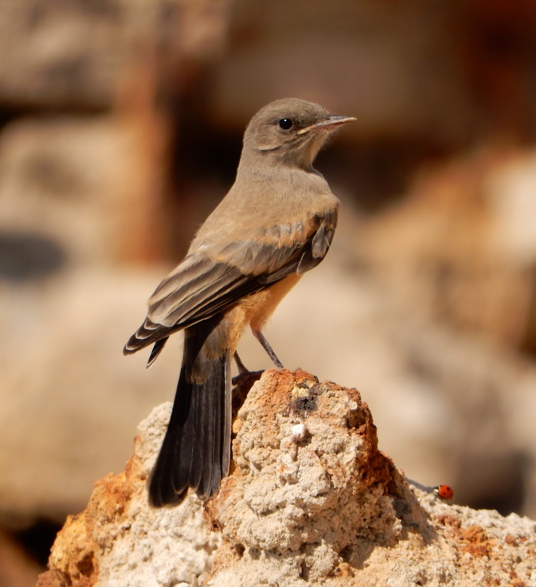 Say's Phoebe