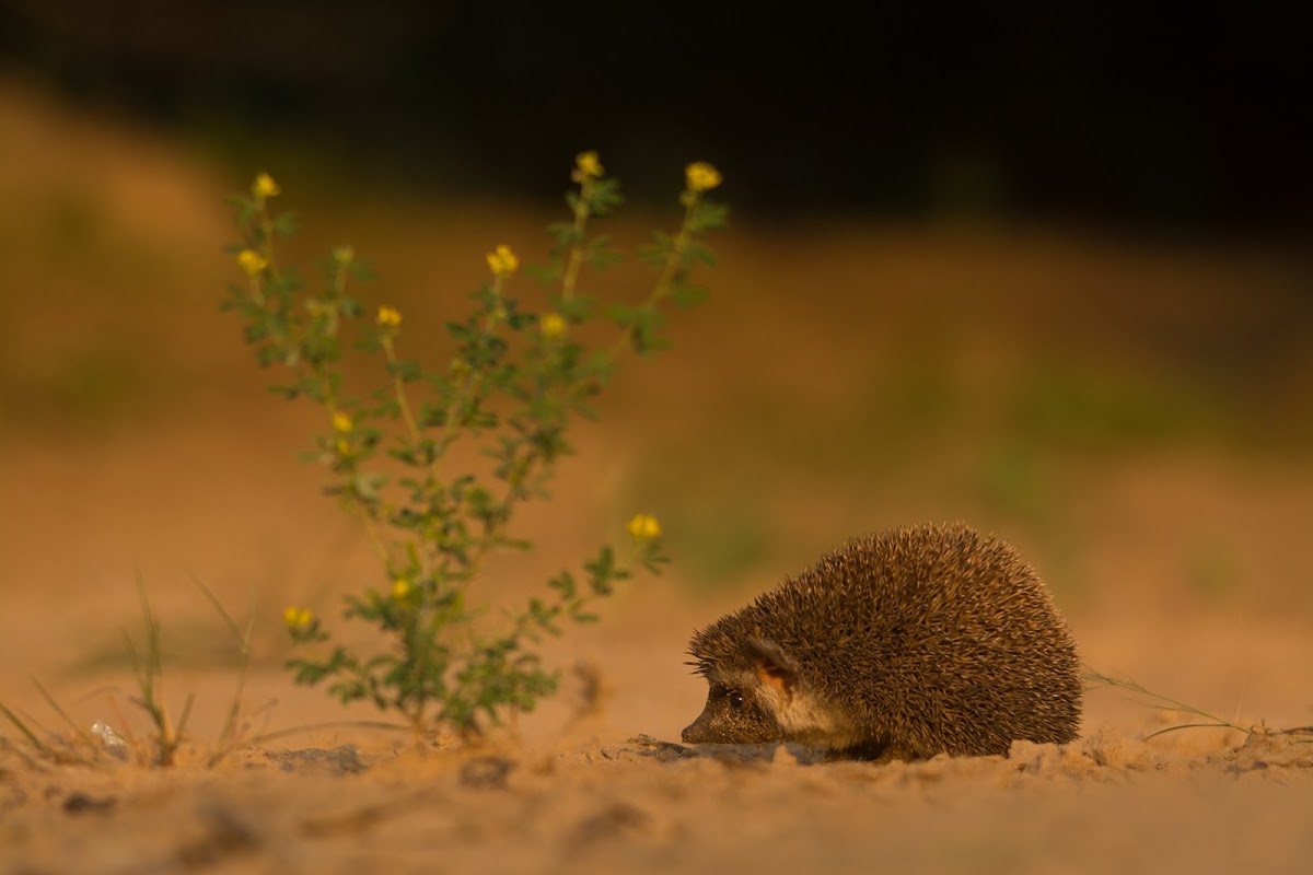 Indian Hedgehog