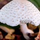 Reddening Lepiota