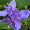 Spiderwort