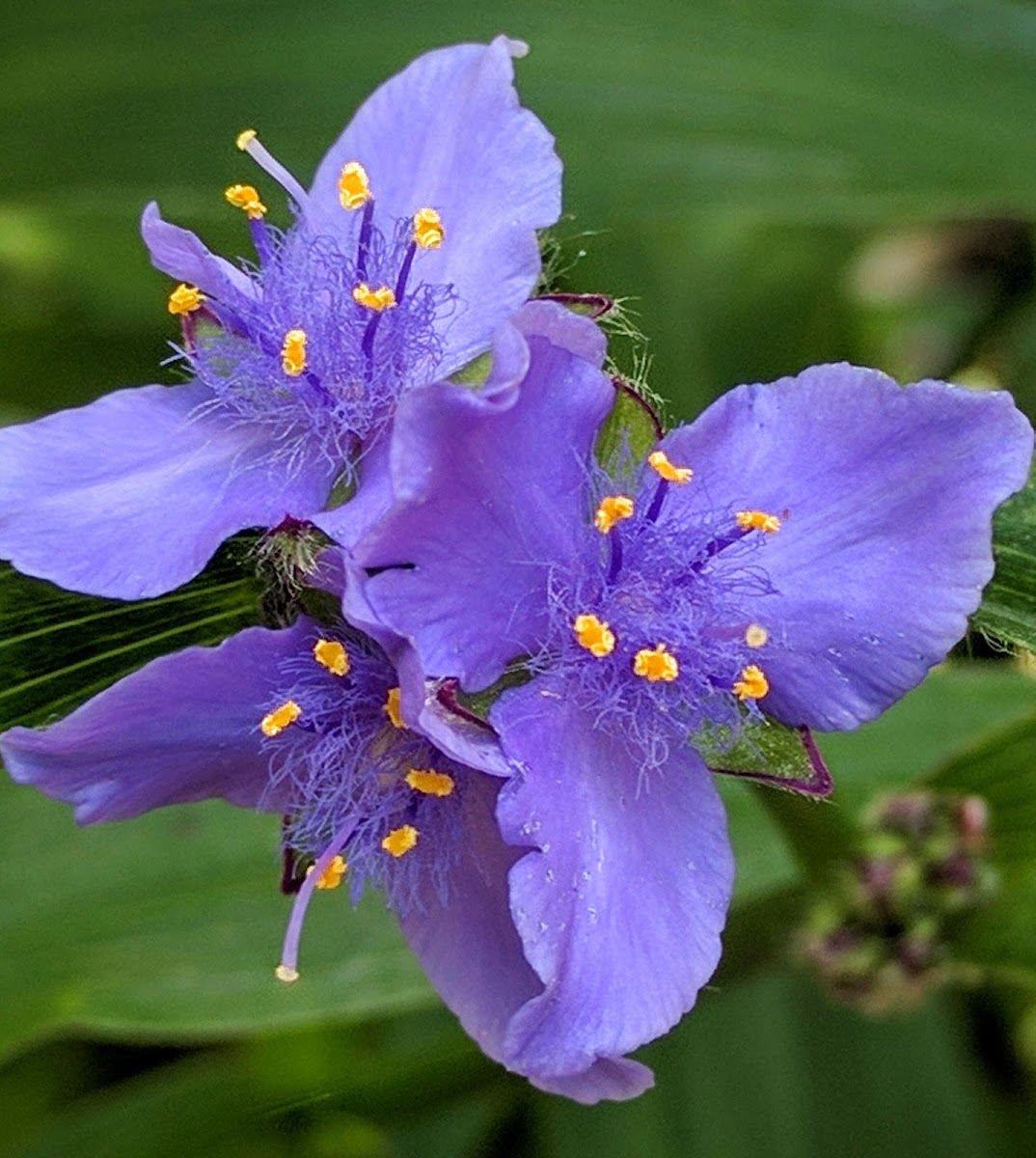 Spiderwort