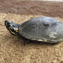 Mississippi Mud Turtle