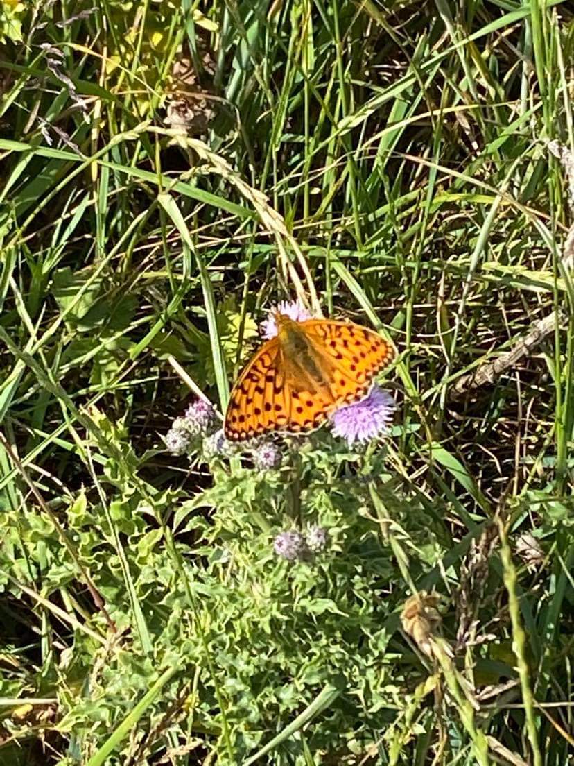 Dark Green Fritillary