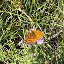 Dark Green Fritillary