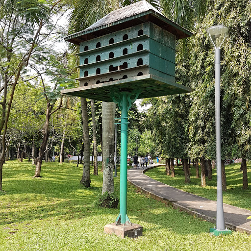 Sarang Burung dan Pohon Palem