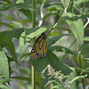 Monarch Butterfly