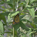 Monarch Butterfly