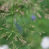 Blue-green Lacewing