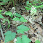 Heartleaf Foamflower