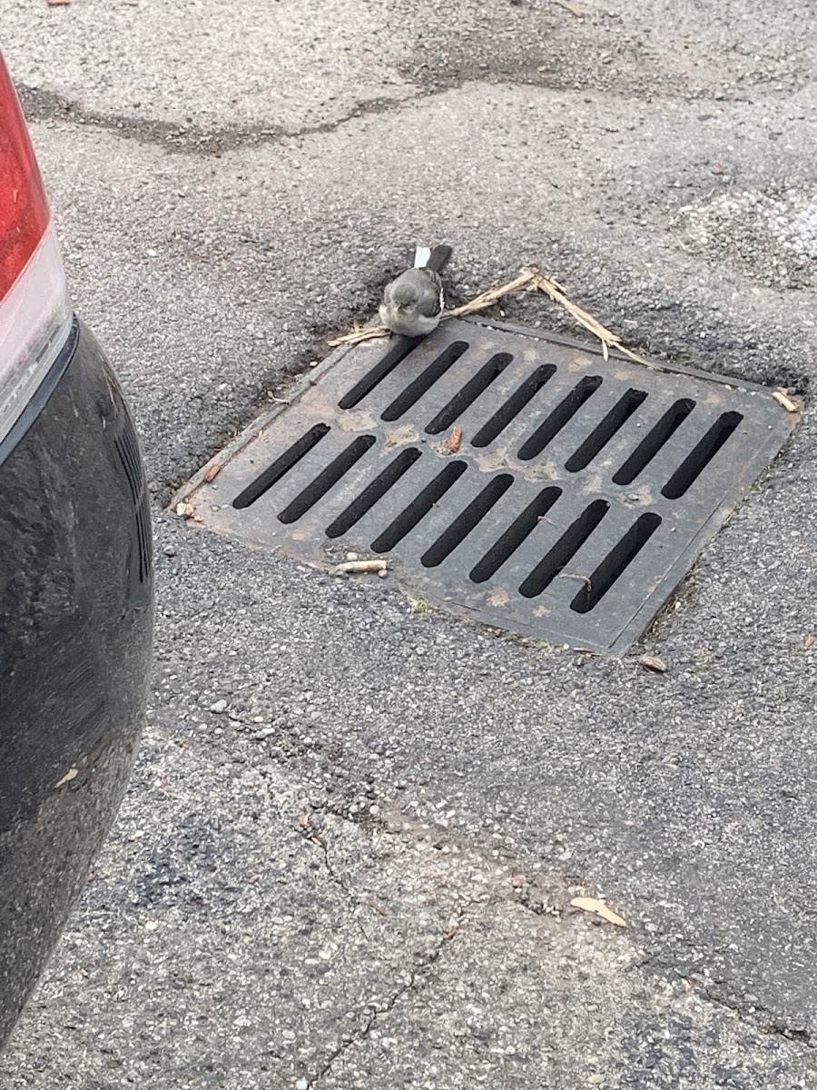 Black-Capped Chickadee