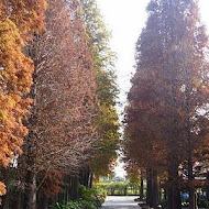 菁芳園 Tenway Garden／花園餐廳／落羽松