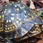 Eastern Box Turtle