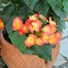 Reiger Begonia