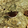 Funereal Duskywing