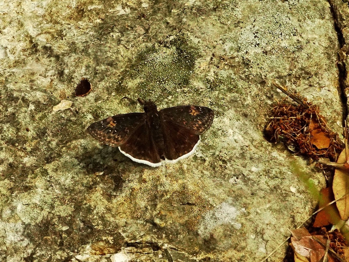 Funereal Duskywing