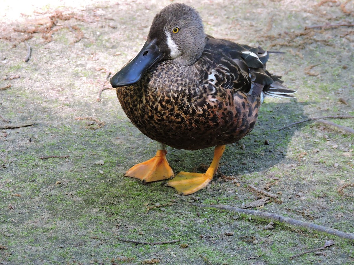 Northern Shoveler (Male in Eclipse Plumage)