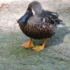 Northern Shoveler (Male in Eclipse Plumage)