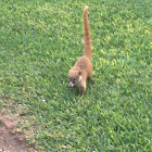 White Nose Coati