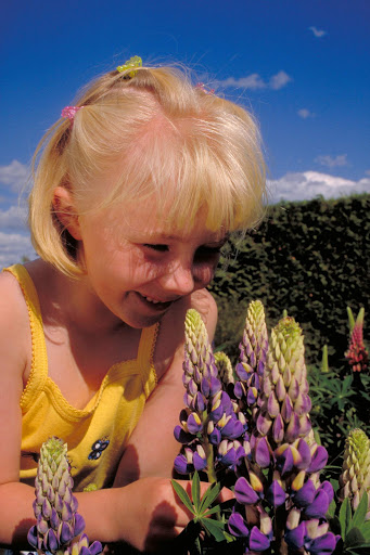 A local girl checks out wild lupins blooming in New Brunswick Canada.