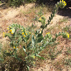 Fiddleneck