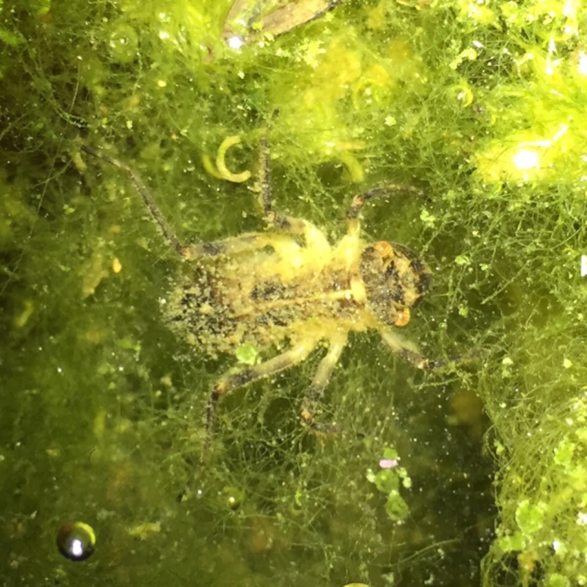 Dragonfly nymph