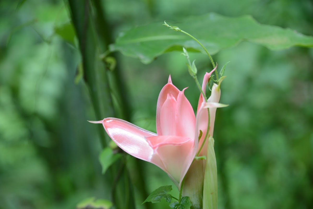 Bush Lily