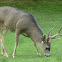 Blacktail deer