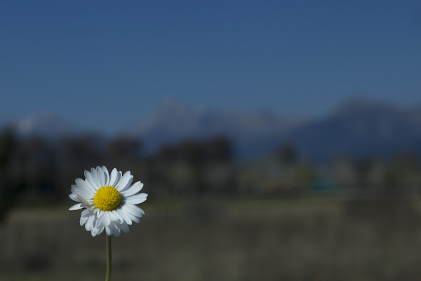 UN fiore di Odo