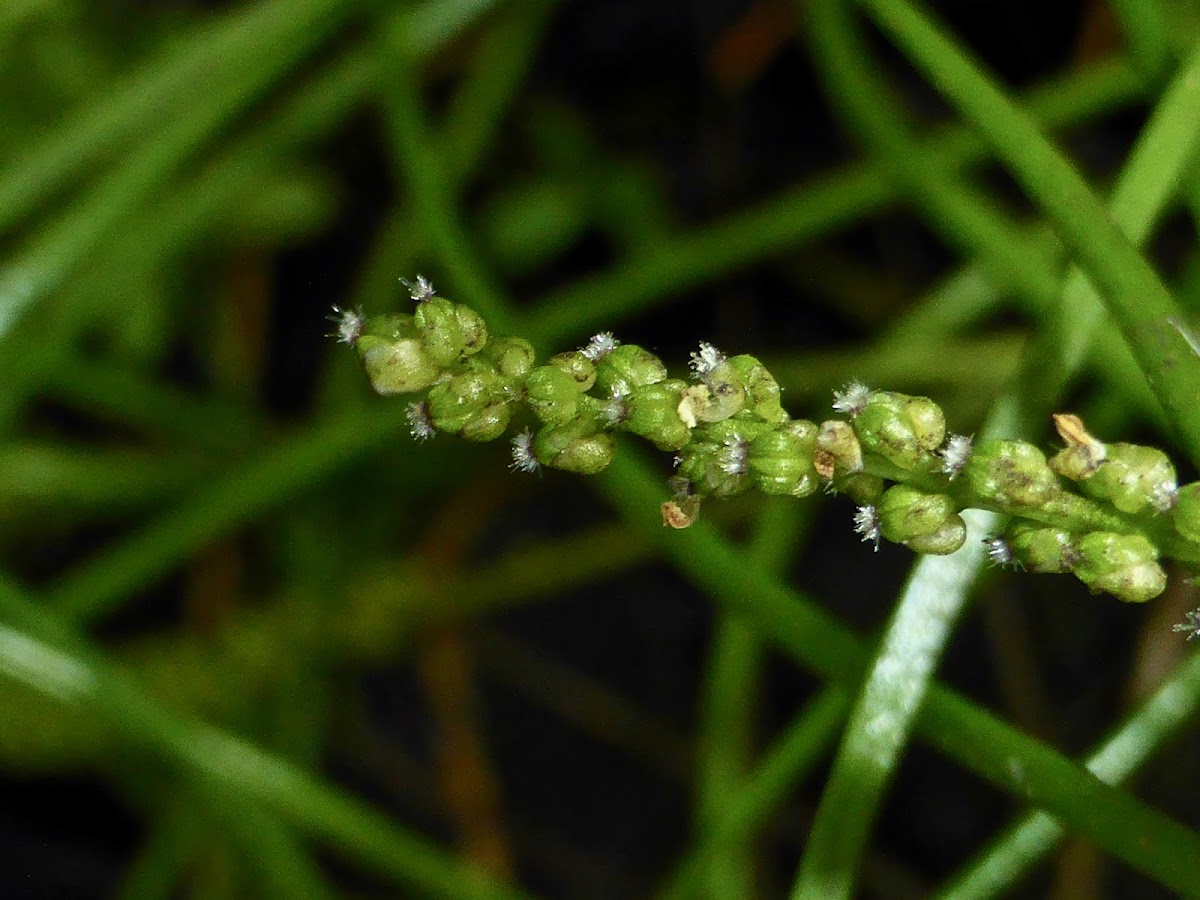 Streaked Arrow Grass