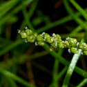 Streaked Arrow Grass