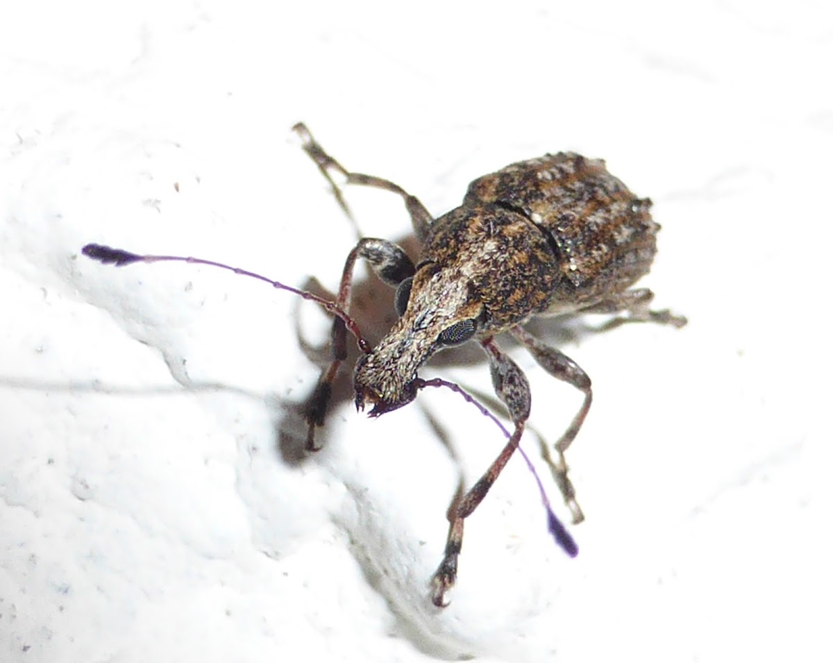 Fungus Weevil