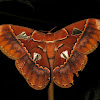 Rothschild’s Giant Silkmoth