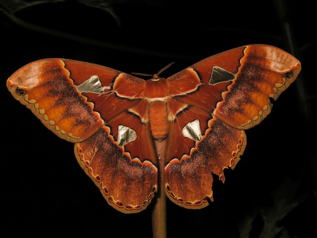 Rothschild’s Giant Silkmoth