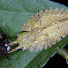 Owl fly larva eating a fly