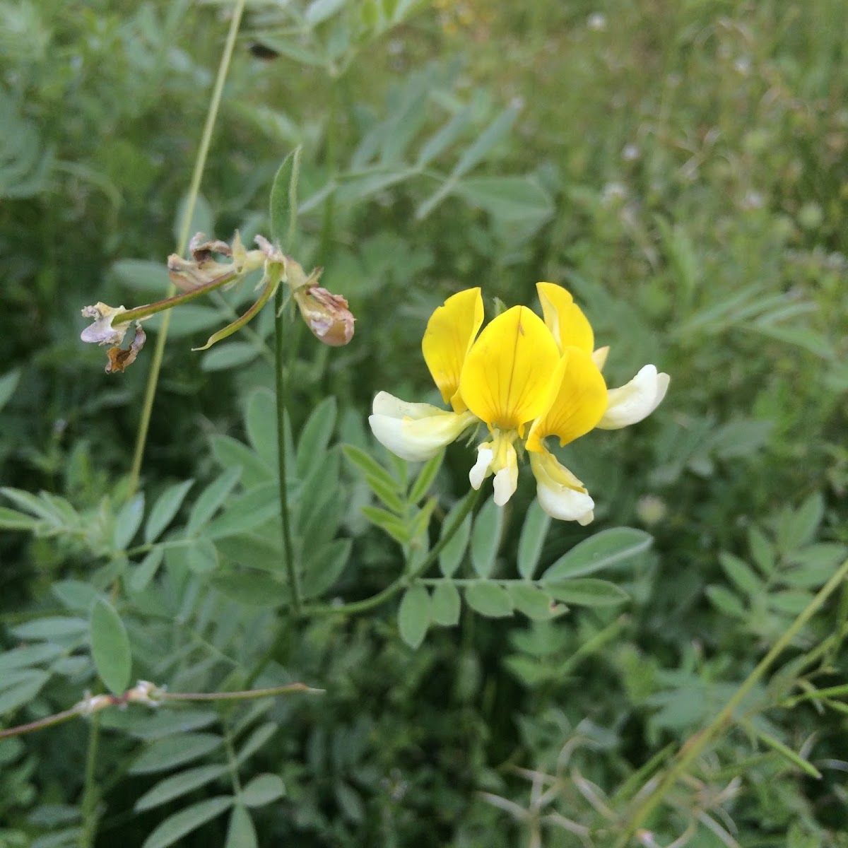 Meadow Lotus