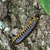 Flat-Back Millipede