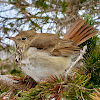 Hermit Thrush