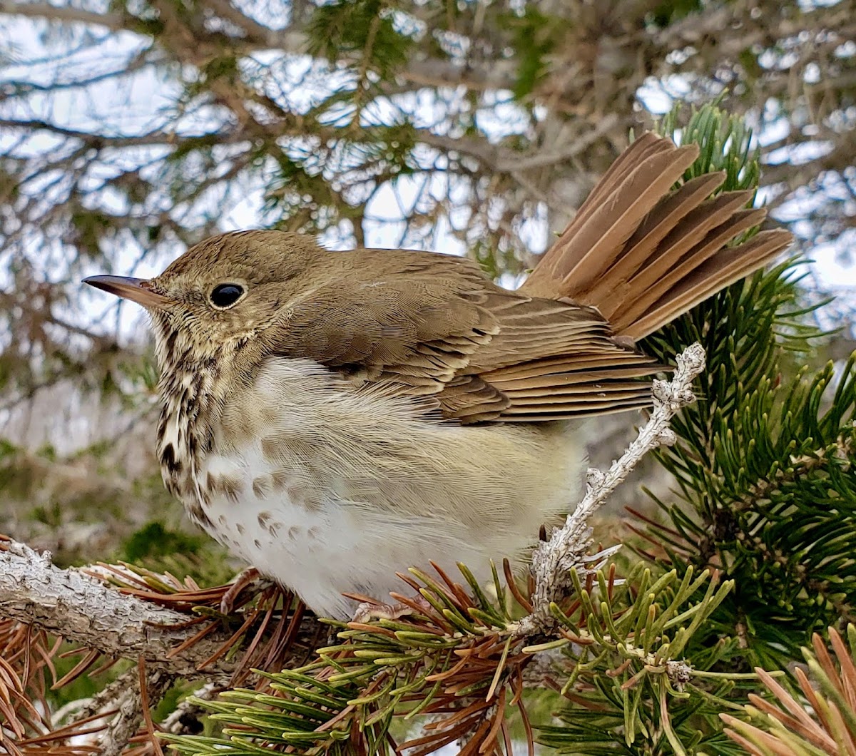 Hermit Thrush