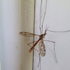 European Crane Fly