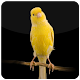 Download Canary Bird Sounds For PC Windows and Mac 1.0