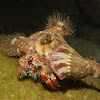 Anemone Hermit Crab