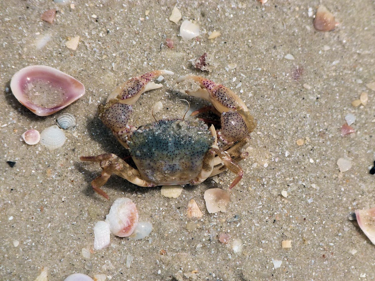 crab