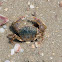 crab