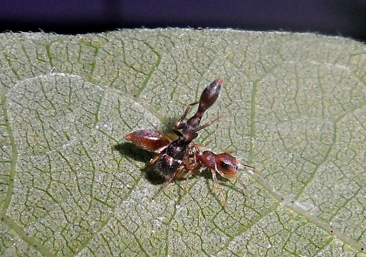 jumping spider mating