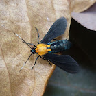 Ichoria Tiger Moth