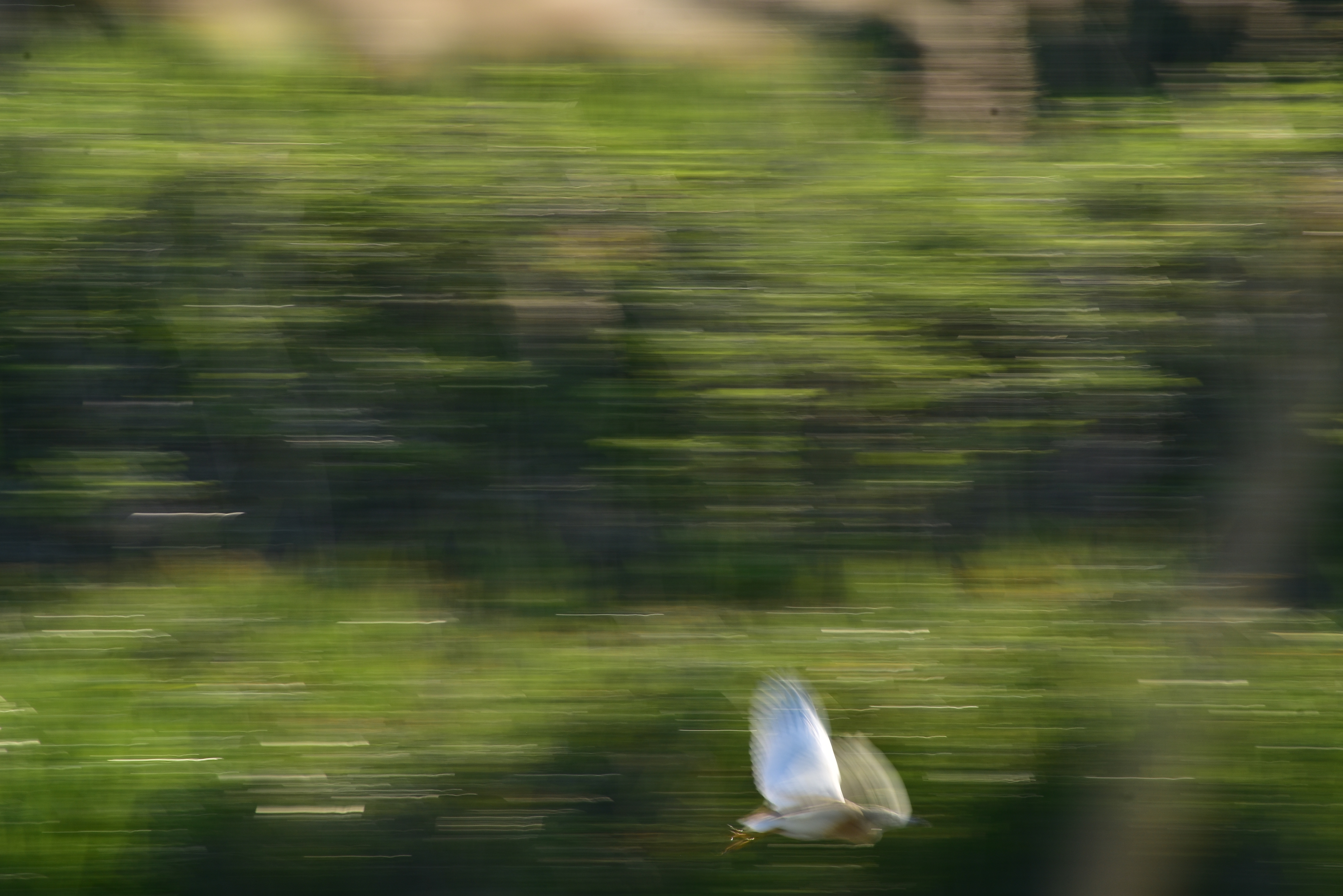 tarabusino in volo