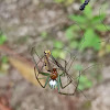 Black-striped Orchard Spider