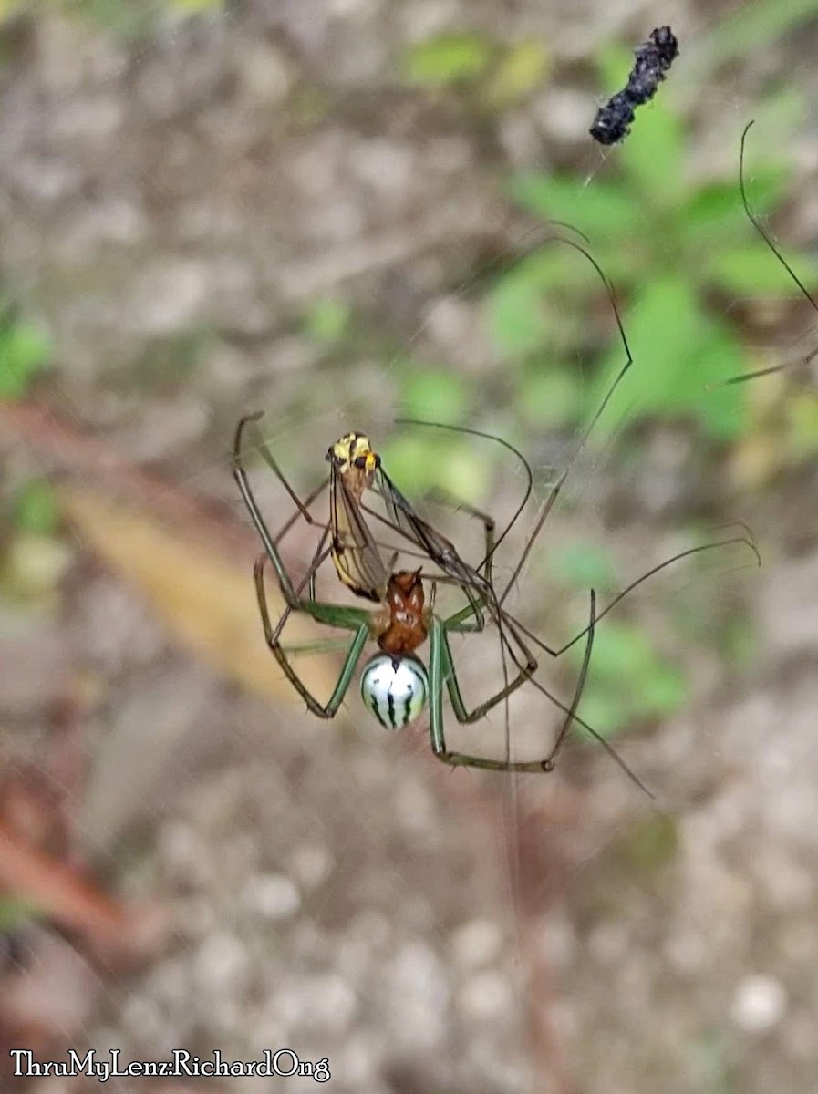 Black-striped Orchard Spider