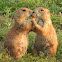 Black-Tailed Prairie Dog